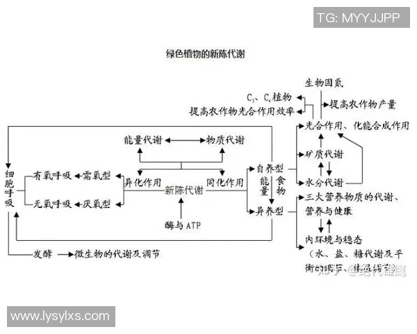 台球运动的魅力与技巧探析：从基础知识到竞技赛事的全面解读